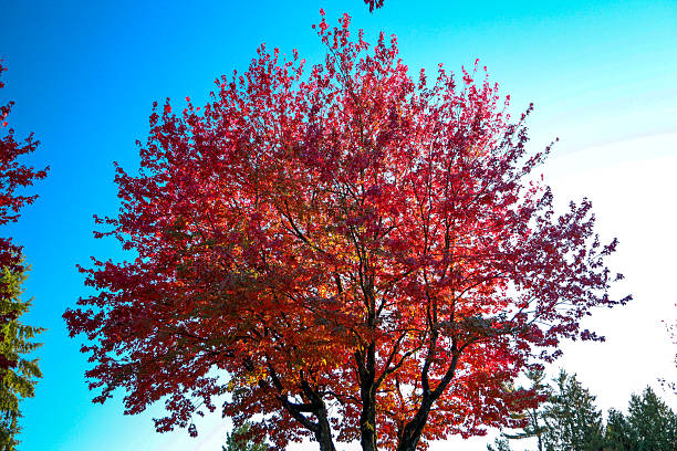 istock Brilliant Autumn Foliage Against a Blue Sky 2245240849
