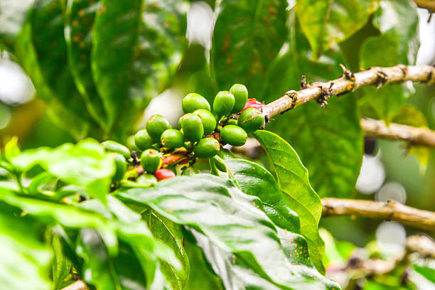 Coffee cherries in various stages of ripeness, from green to red, growing on the branch of a coffee plant.