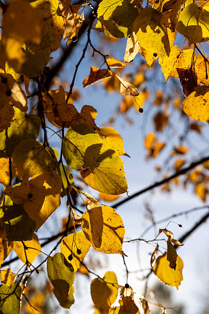 istock beautiful changes in the nature of birch trees during the autumn cold snap and a change in the color of the foliage of trees, birch foliage in the autumn season against the blue sky in sunny weather 2245242011