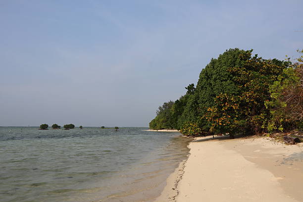 istock tropical beach stretches along calm, clear waters under a bright, clear sky. To the right, a verdant line of trees with both vibrant green and some characteristic reddish-brown leaves (resembling Sea Almond) borders the sandy shoreline. In the distance to 2245242738