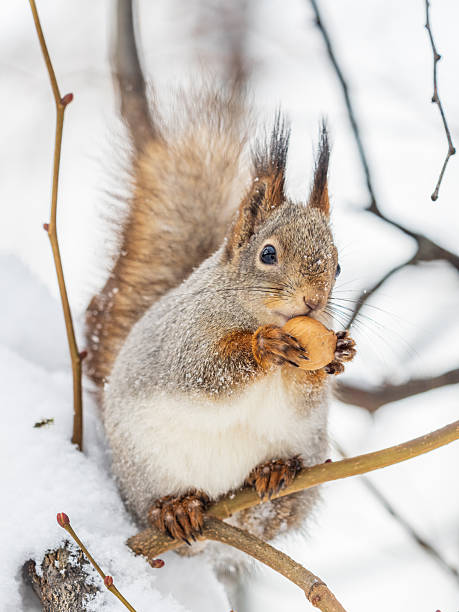istock The squirrel with nut sits on tree in the winter or late autumn. 2245242850