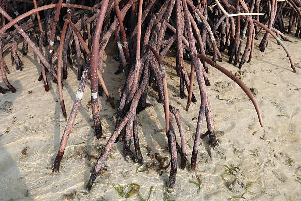 istock A dense network of reddish-brown mangrove prop roots anchors a tree in sandy-muddy coastal ground at low tide. A poignant image highlighting both nature's resilience and plastic pollution's impact. 2245243170