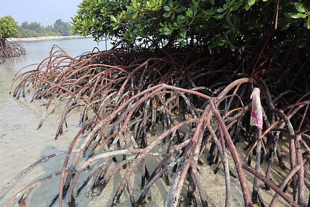 A dense network of reddish-brown mangrove prop roots anchors a tree in sandy-muddy coastal ground at low tide. A poignant image highlighting both nature's resilience and plastic pollution's impact.