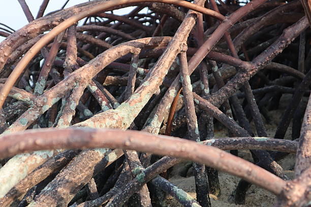 A dense network of reddish-brown mangrove prop roots anchors a tree in sandy-muddy coastal ground at low tide. A poignant image highlighting both nature's resilience and plastic pollution's impact.