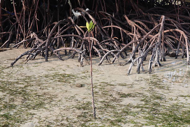 A dense network of reddish-brown mangrove prop roots anchors a tree in sandy-muddy coastal ground at low tide. A poignant image highlighting both nature's resilience and plastic pollution's impact.