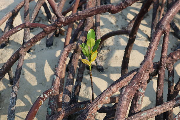 A dense network of reddish-brown mangrove prop roots anchors a tree in sandy-muddy coastal ground at low tide. A poignant image highlighting both nature's resilience and plastic pollution's impact.