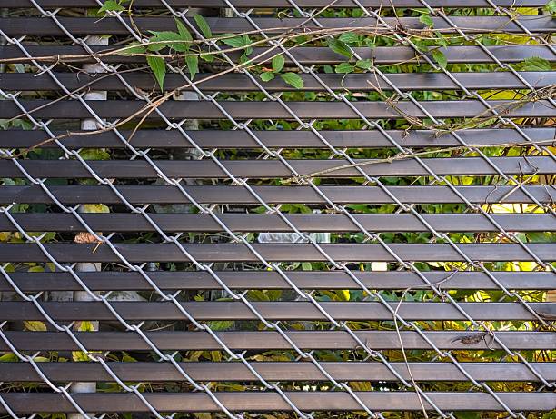 istock The metal fence, background, creeping plants 2245244728