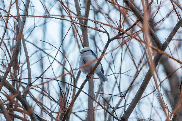 Azure tit Cyanistes cyanus on tree branch