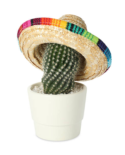 istock Cactus with Mexican sombrero hat isolated on white 2245245253
