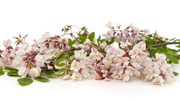 Cluster of white acacia flowers with green leaves isolated on white background. Fresh spring blossom close-up, symbol of purity and nature.