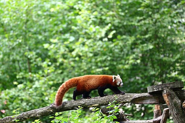 Red Panda Walking on a Tree Branch in a Lush Green Forest