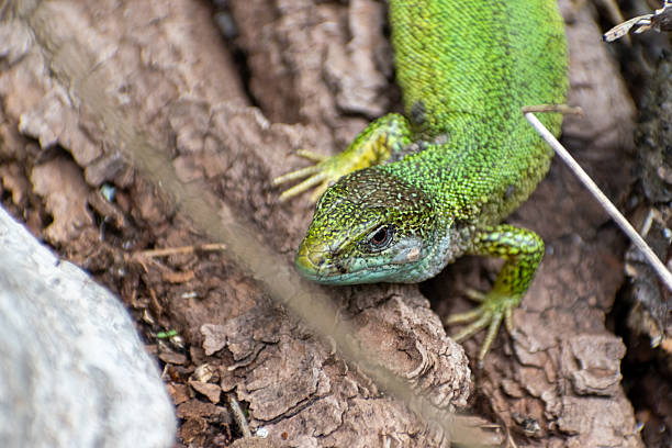 istock Green Lizard Closeup in Natural Habitat 2245253275