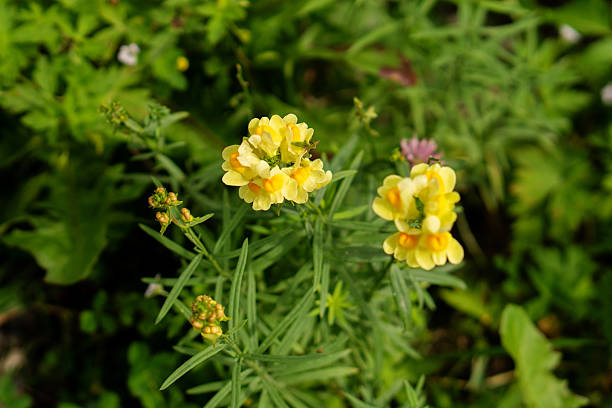 istock Bright yellow wildflowers blooming in natural meadow setting 2245253569