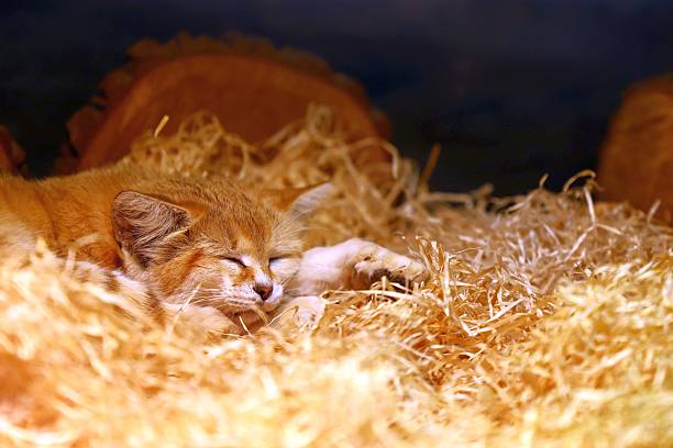 istock A charming desert cat sleeps peacefully in a warm straw bed 2245254742
