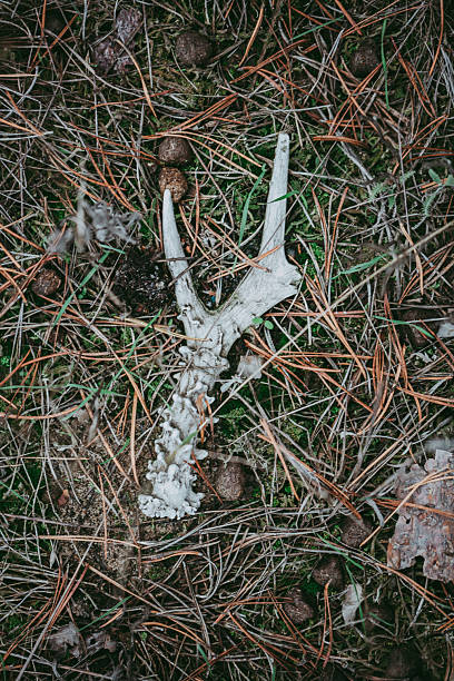 The bleached skull of a reindeer on the ground in Svalbard