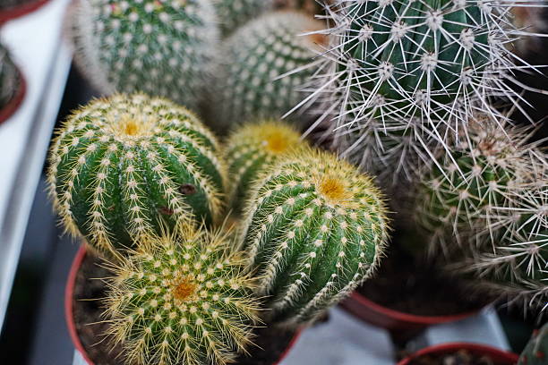 istock Cacti in small pots. Growing different succulents. 2245257766