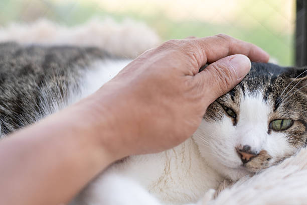 istock Owner petting a cute cat 2245261530