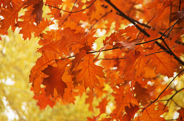 istock Bright autumn leaves in the natural environment. 2245266551