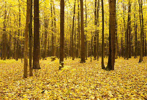 Beautiful golden autumn landscape