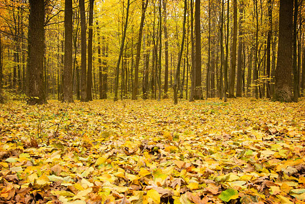 Beautiful golden autumn landscape