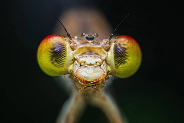 istock Close-up of dragonfly head with compound eyes 2245267232
