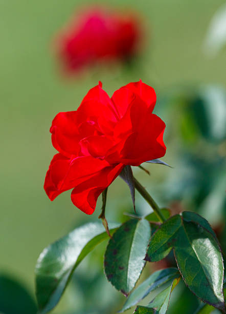 A red rose is in the foreground of the image. The rose is surrounded by green leaves. The rose is the main focus of the image