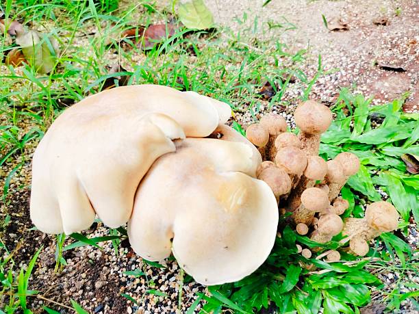 Lyophyllum decastes and honey fungus grow close together