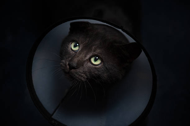 A black cat with bright green eyes gazes upward while wearing a protective cone collar. The room is dimly lit, creating a cozy atmosphere. This moment captures the cat's curiosity and resilience.