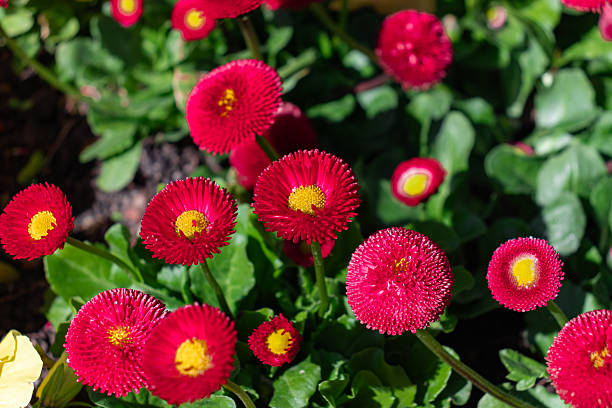 istock Red Bellis perennis (Red English Daisy) flower 2245270621