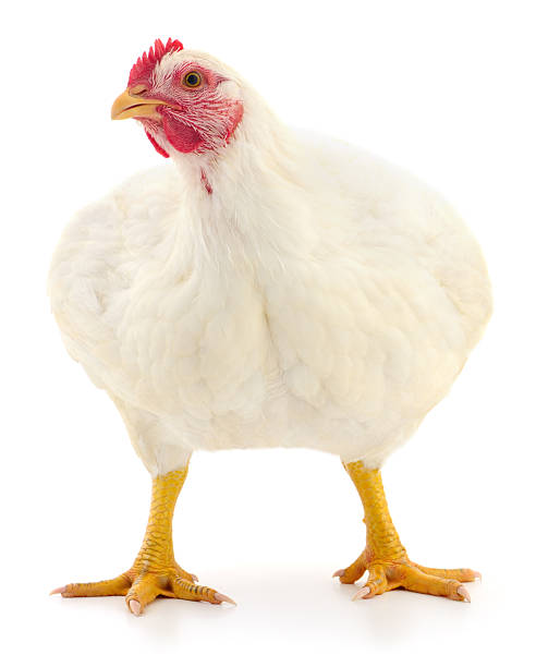 istock White broiler chicken isolated on white background full body close up 2245271012