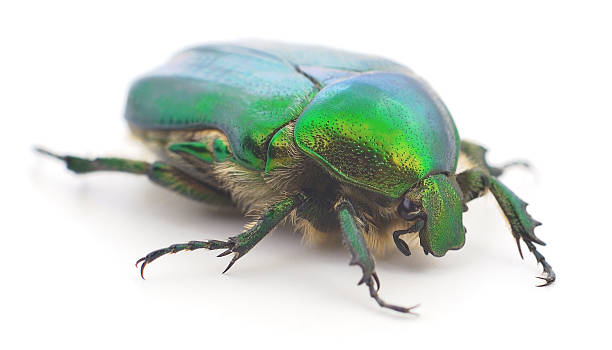 istock Green scarab beetle isolated on white background macro close up 2245271026