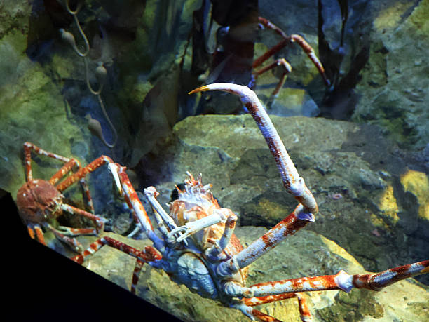 istock Aquarium of Saint Malo 2245271487