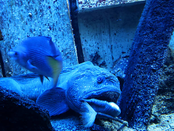 Aquatic inhabitants of the sea depths.