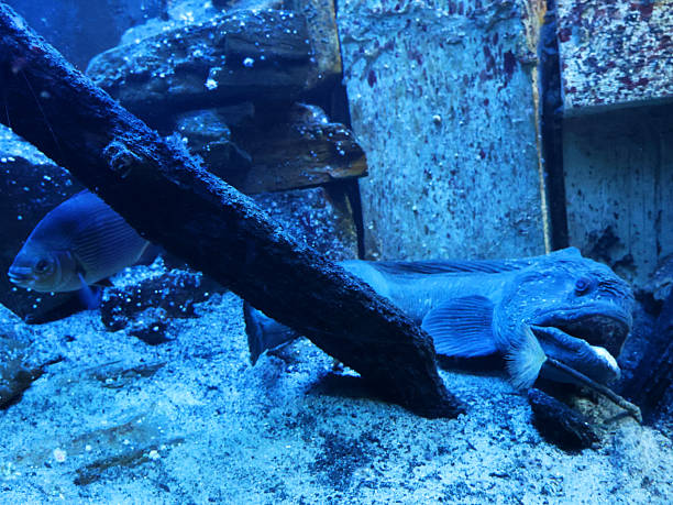 istock Aquarium de Saint Malo 2245271498