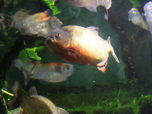 istock Aquarium de Saint Malo 2245271548