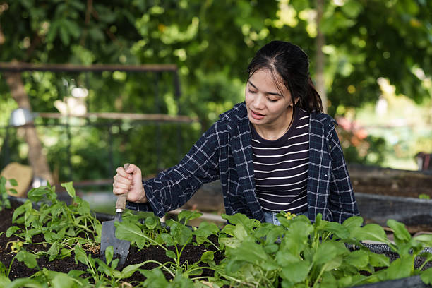 istock Asian female student concentrating while using trowel to cultivate soil in school vegetable garden during outdoor farming class learning about organic agriculture and sustainable growing methods 2245272117