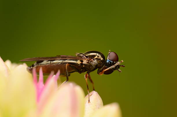 istock Hoverfly Flower Bud Insect Photography Green Pink Nature 2245272209