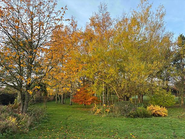 istock Autumn colours in a garden 2245276548