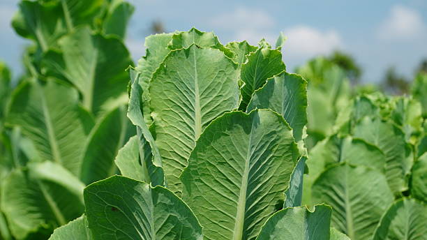 istock Abundant Romaine Lettuce Growth 2245277121
