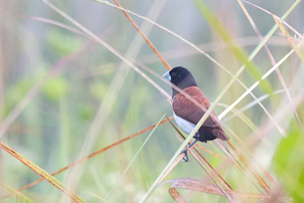 'tricoloured munia' perched on grassy bush
