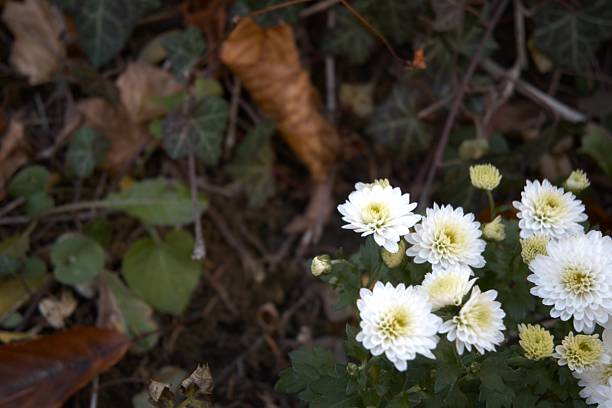 White chrysanthemum flower blooming in garden in natural condition, photographed in close-up with Copy Space. Elegant floral background.