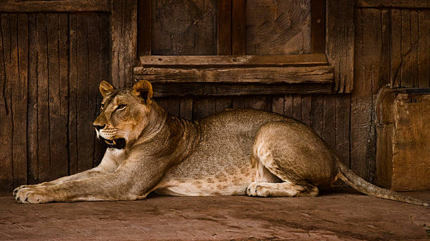 istock Lioness resting near wooden wall 2245282040