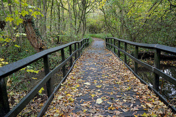 istock Autumn Forest Footbridge Covered in Leaves Over Quiet water Stream 2245282778