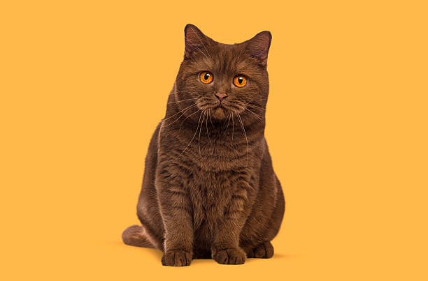 istock British shorthair cat sitting looking at camera 2245283224