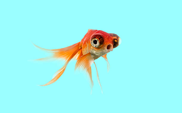 istock Telescope eye goldfish swimming against blue background 2245283513