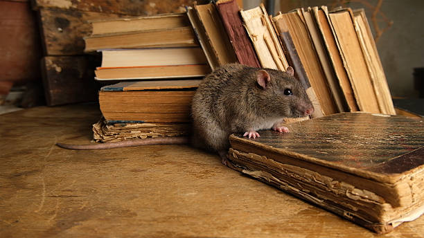 istock Brown  gray rat  sitting on old books. 2245283679