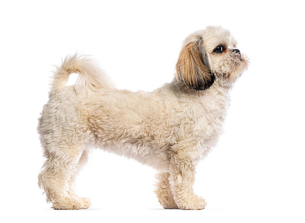 istock Shih tzu dog standing on white background looking up 2245284793