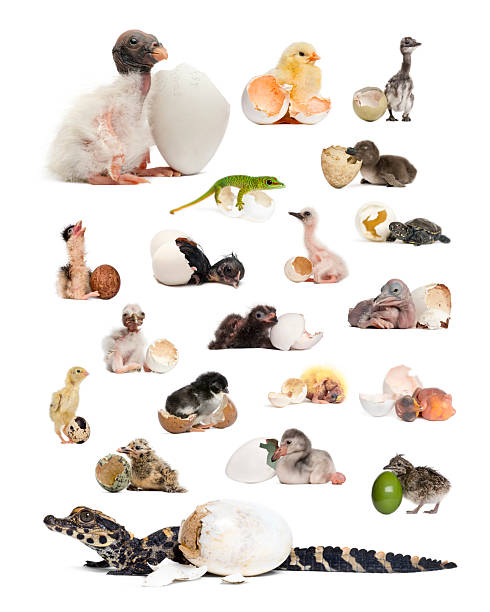 istock Diverse baby animals hatching from eggs representing new life 2245284945