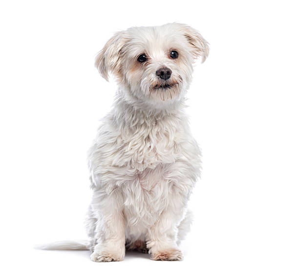 istock Cute white furry dog sitting looking at camera 2245284949