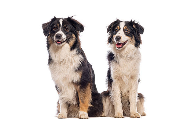 istock Two australian shepherds sitting together on white background 2245285122